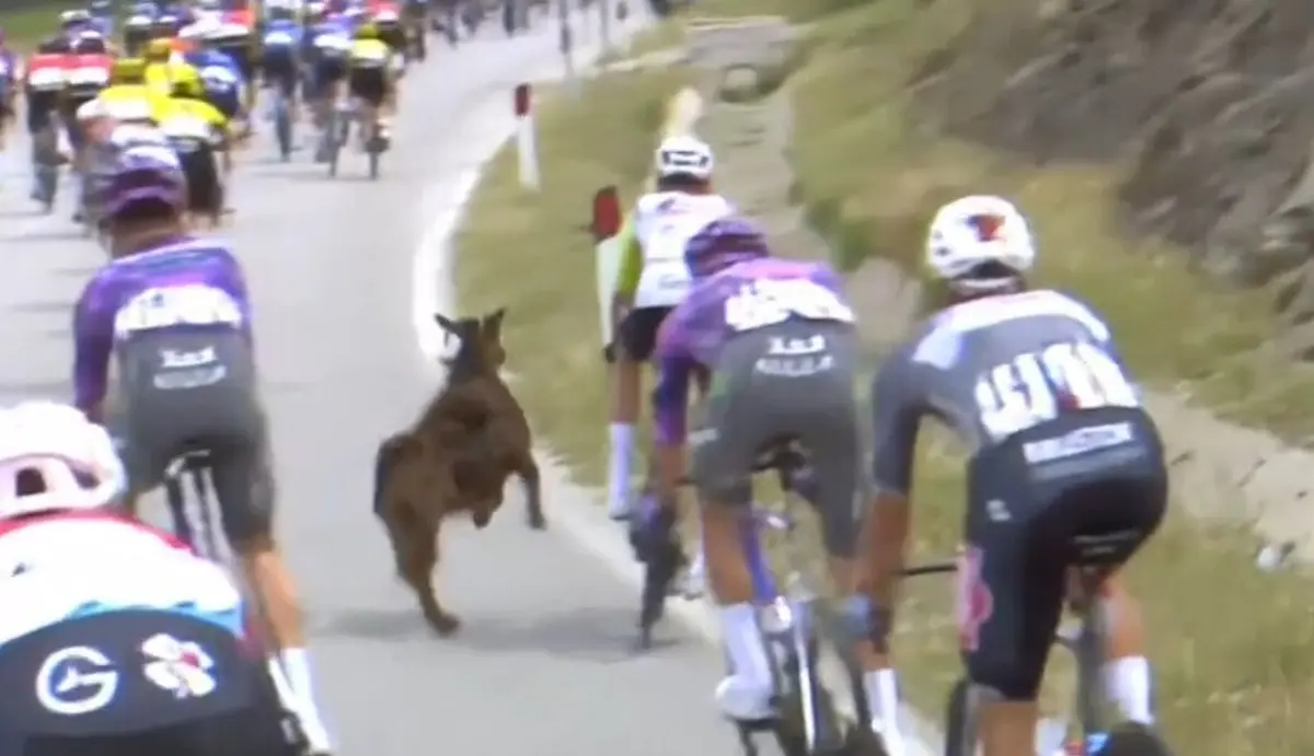 Imagem de contexto do artigo Ciclista "atacado" por uma... cabra na Volta a Itália: veja o vídeo
