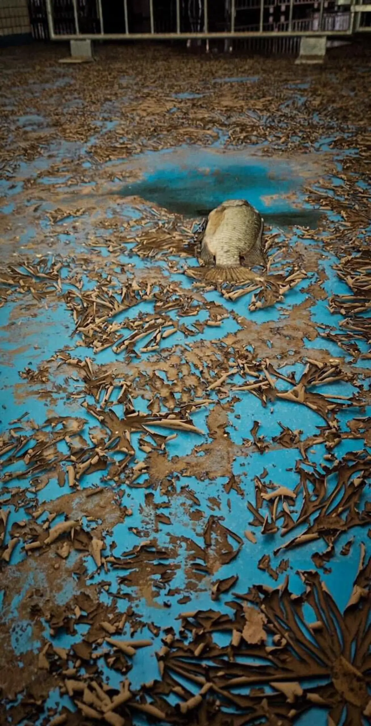 Imagem de contexto do artigo Depois das cheias, a limpeza: as imagens da destruição no estádio do Grémio