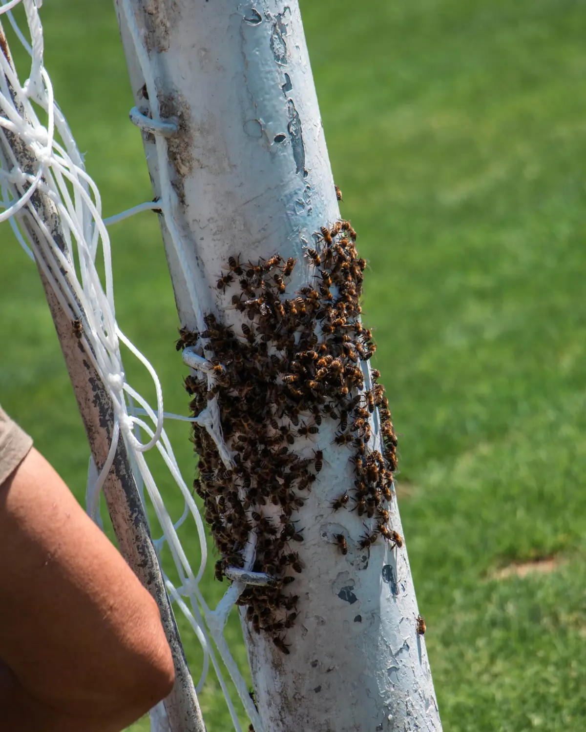 Imagem de contexto do artigo Paços de Ferreira recebe visita indesejada e aproveita para deixar dica