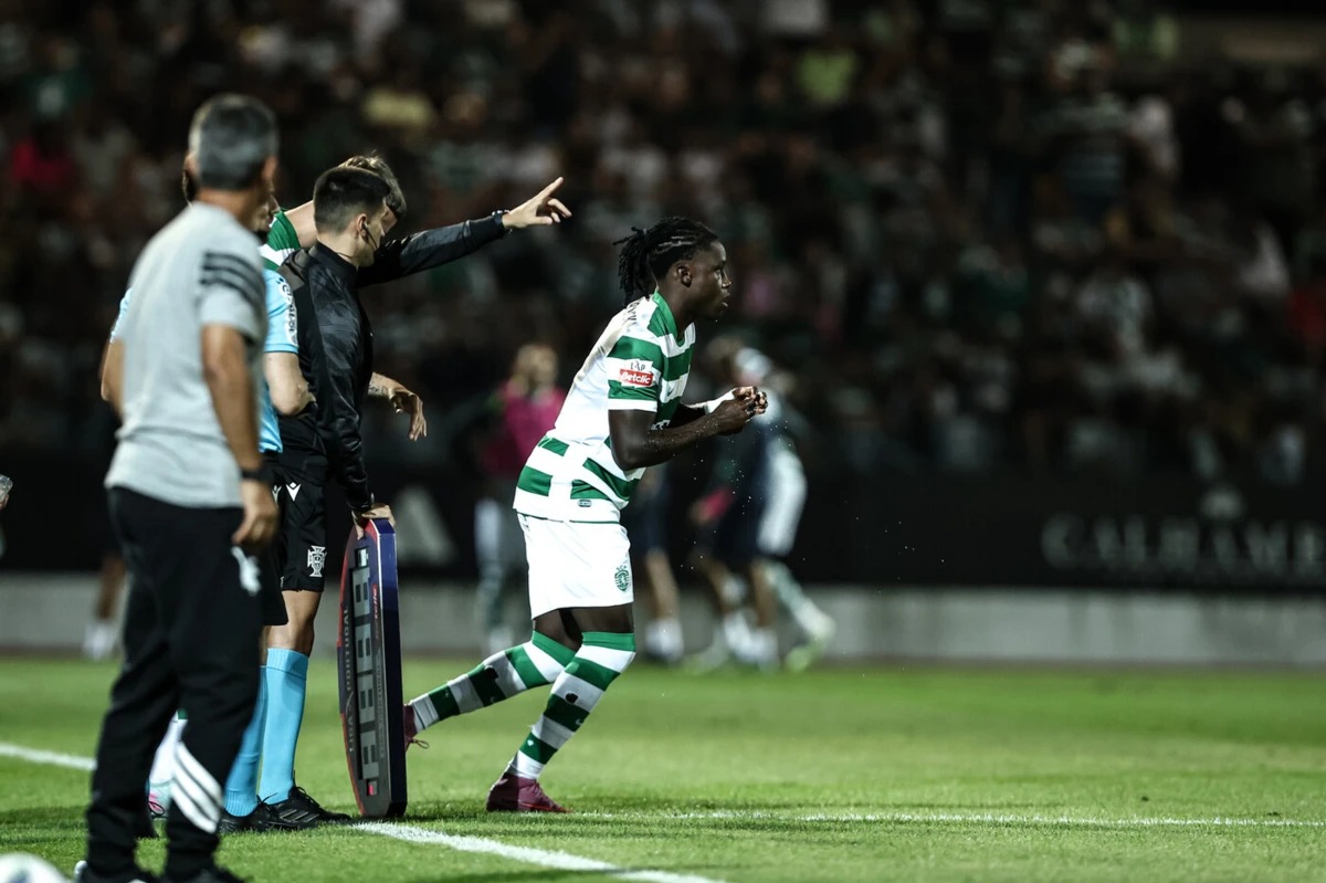 Quenda (Créditos: Mário Vasa)