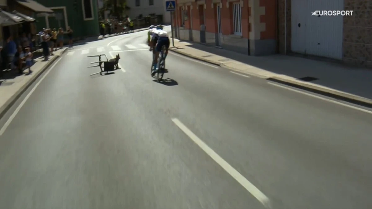Imagem de contexto do artigo Que susto na Vuelta: cão atado a uma cadeira invade estrada. Ora veja