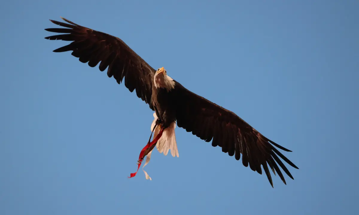 Clube da Luz vai a votos no dia 25