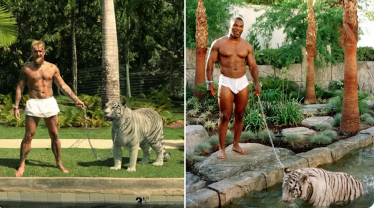 Imagem de contexto do artigo Jake Paul volta a imitar Mike Tyson, agora com um tigre ao barulho