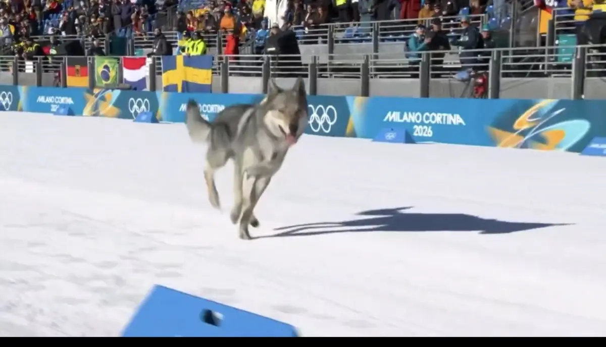 Imagem de contexto do artigo Cão-lobo cruza a linha da meta e interfere com tempo de esquiadora. Ora veja