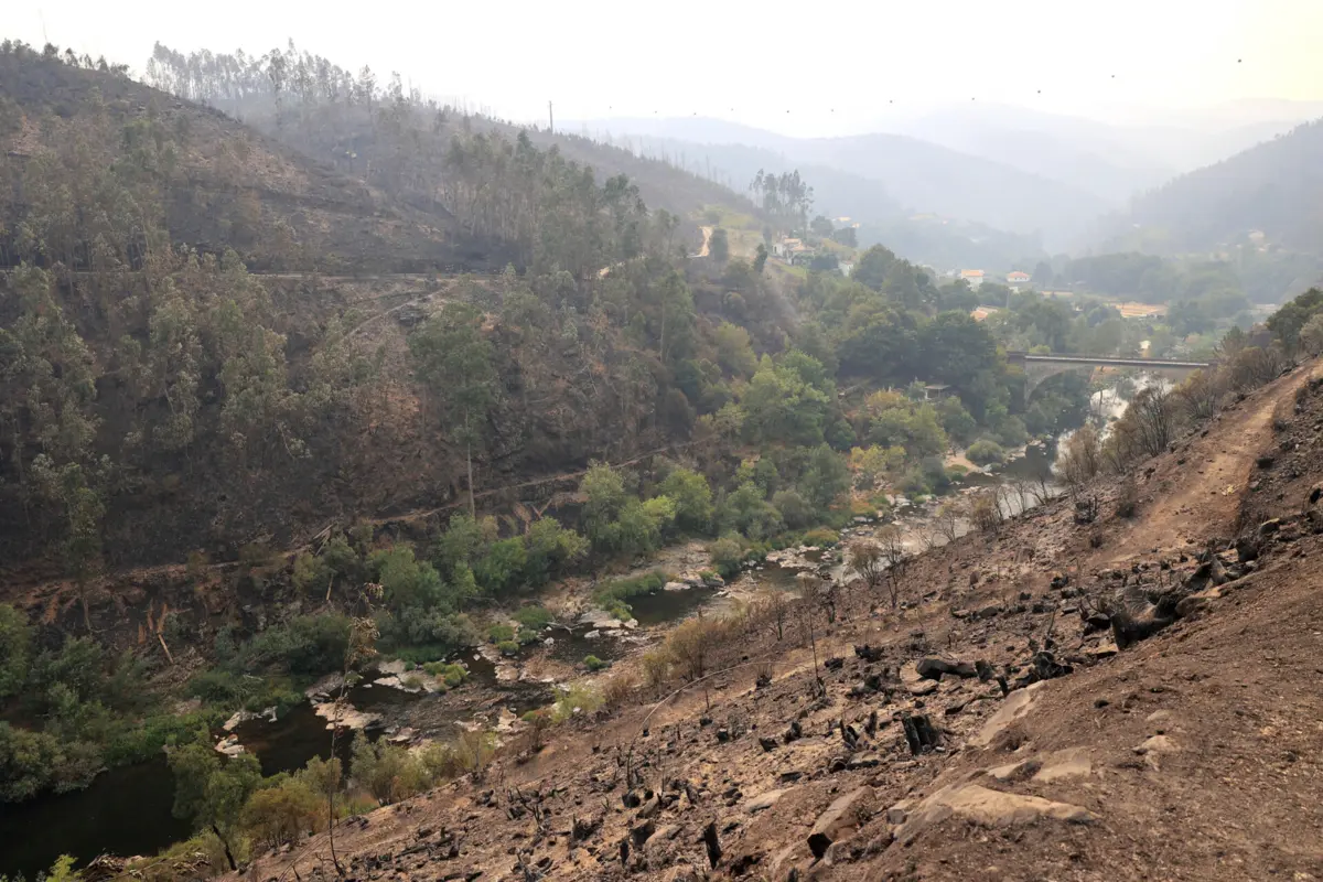 Imagem de contexto do artigo Confederação Nacional da Agricultura considera "escasso" apoio extraordinário para agricultores afetados por incêndios