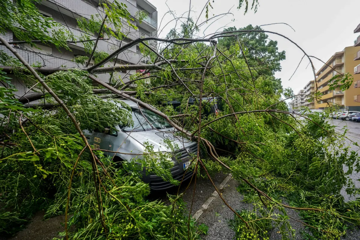 Imagem de contexto do artigo "Ficamos entregues à nossa sorte." Tempestade destrói metade das colheitas de maçã