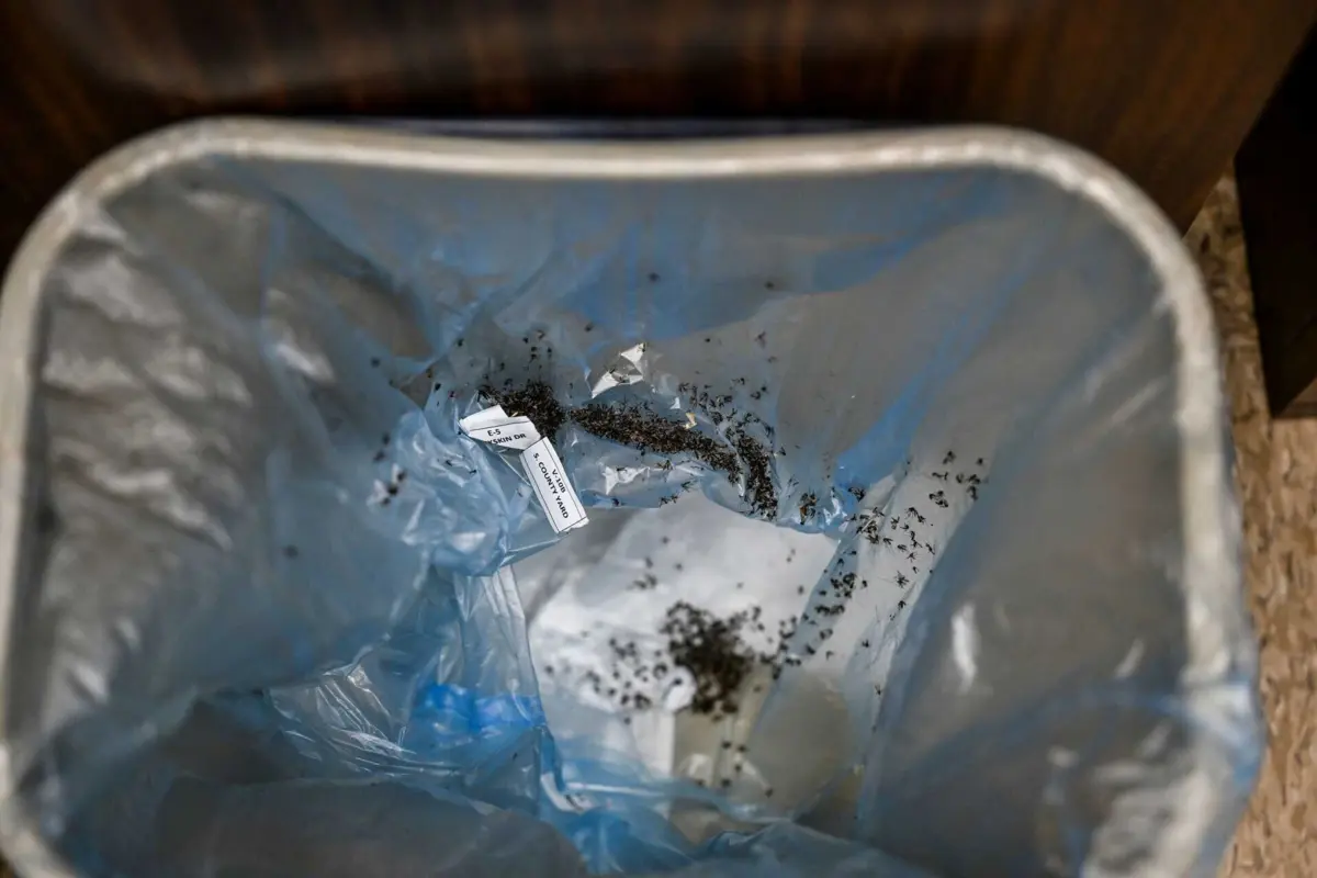 Cabo Verde é o terceiro país a ser certificado na região africana da OMS