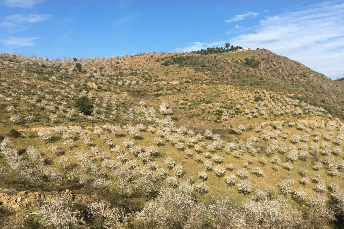Imagem de contexto do artigo Amendoeiras em flor dão fruto ao comércio no Alto Douro