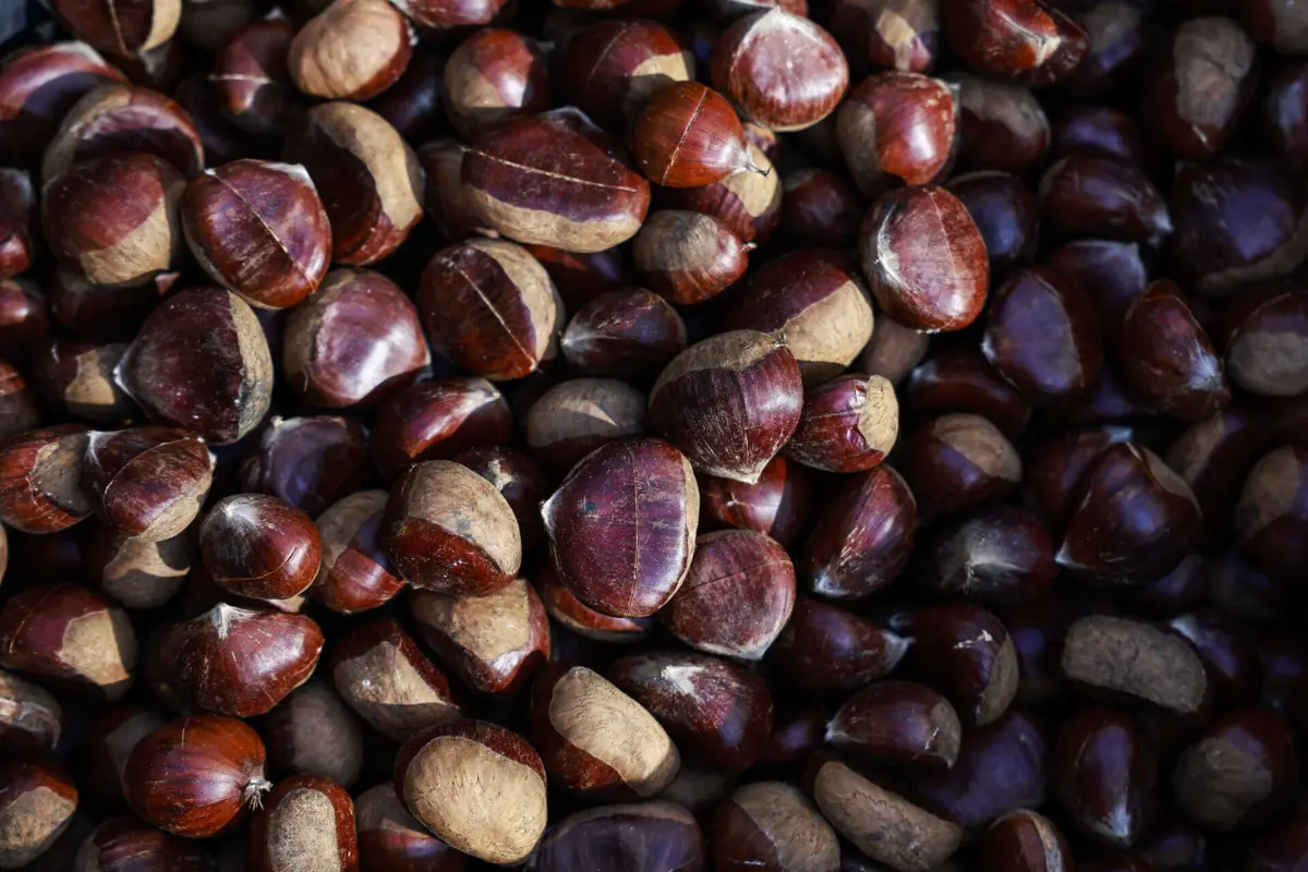 Imagem de contexto do artigo Mais perdas seriam "dramáticas". Produtores de castanha receiam novos ataques do "fungo da podridão"