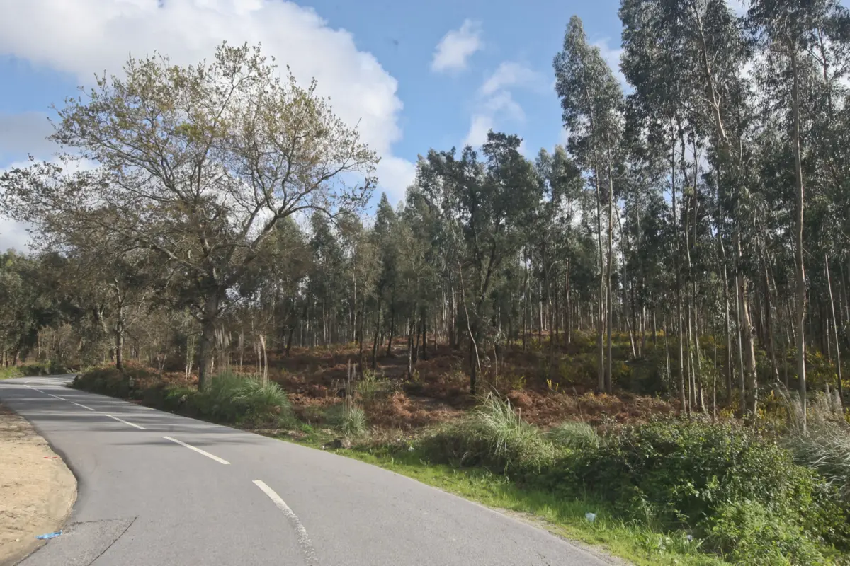 Imagem de contexto do artigo Câmara da Maia diz que não houve suspensão dos trabalhos na futura academia do FC Porto