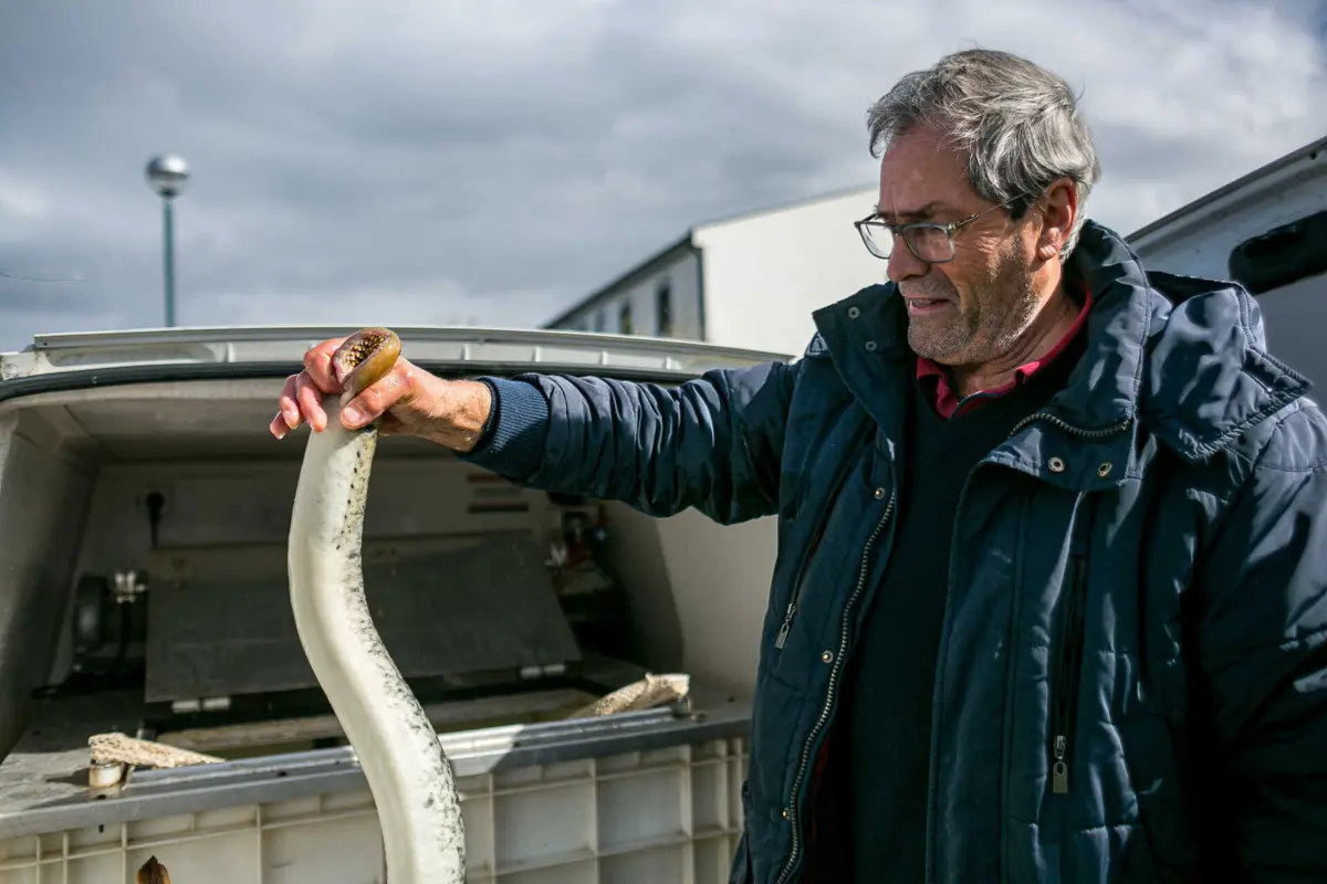 No rio Minho, o preço das lampreias atingiu em março o valor histórico de 100 euros