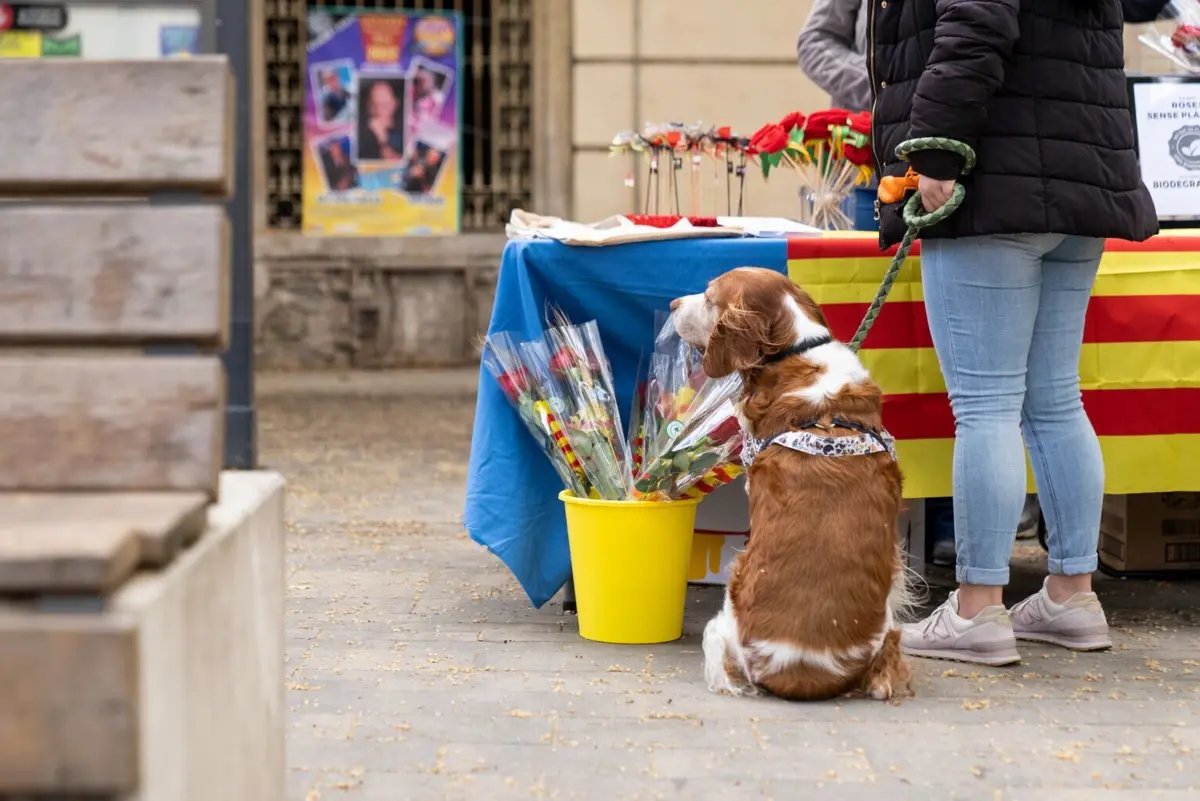 Imagem de contexto do artigo Sant Jordi: livros e rosas nas ruas da Catalunha "proclamam" Dia Mundial do Livro