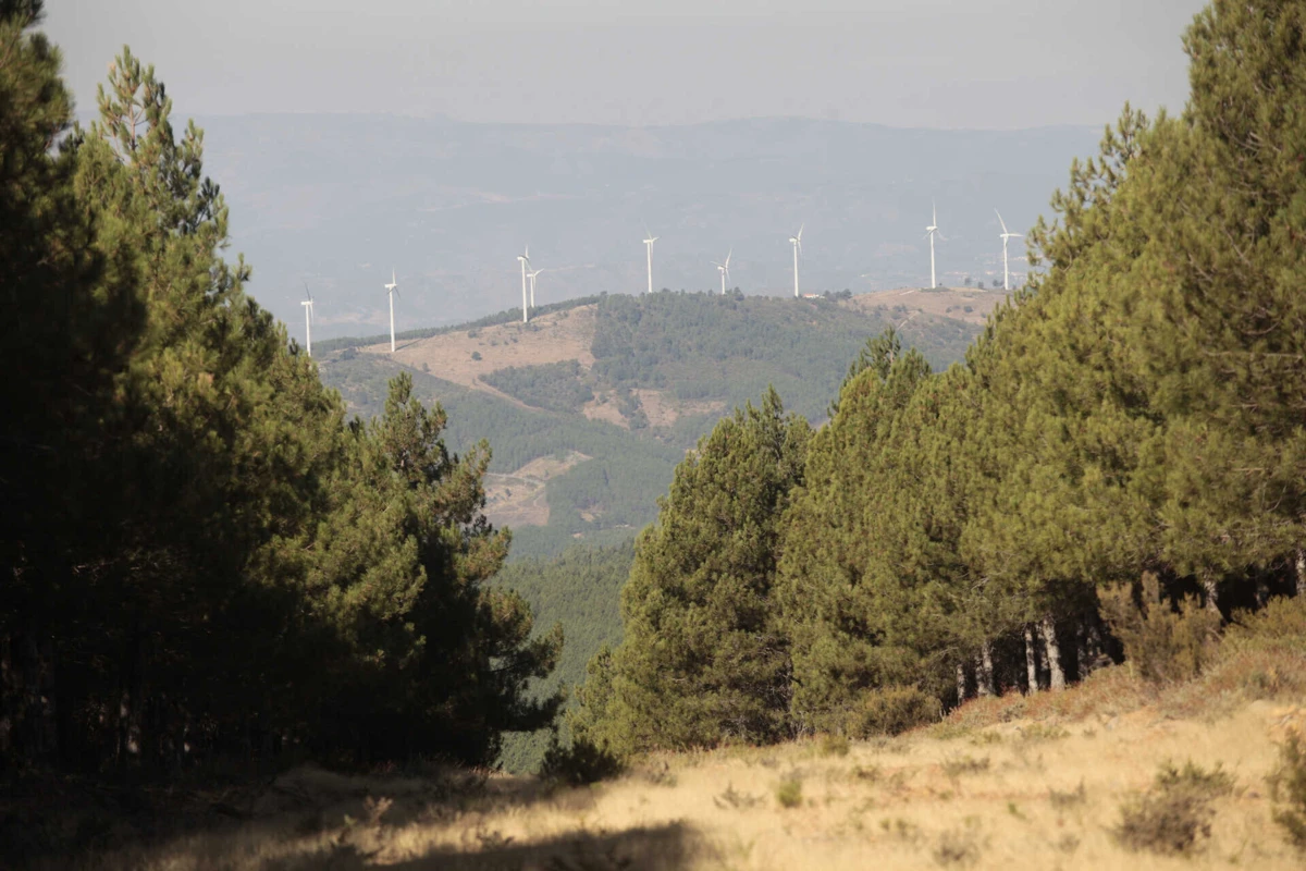 Imagem de contexto do artigo Linces vão voltar à Serra da Malcata