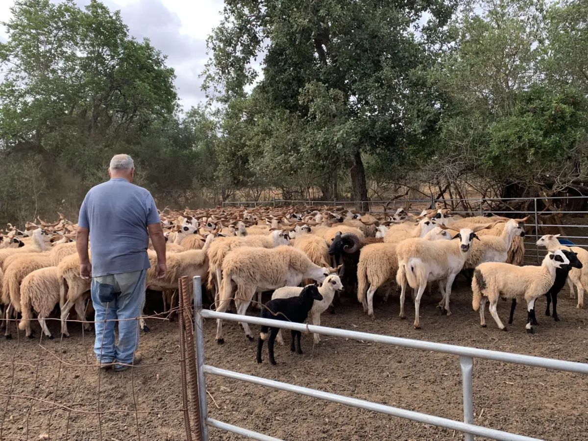 Imagem de contexto do artigo Pastores vão controlar ovelhas por GPS