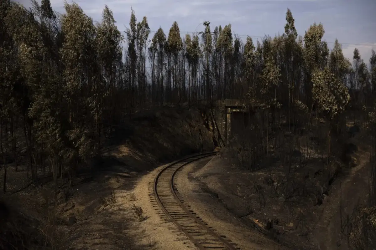 Imagem de contexto do artigo Plano de limpeza da floresta por cumprir: objetivo era um milhão de hectares, mas operações chegaram apenas a 400 mil