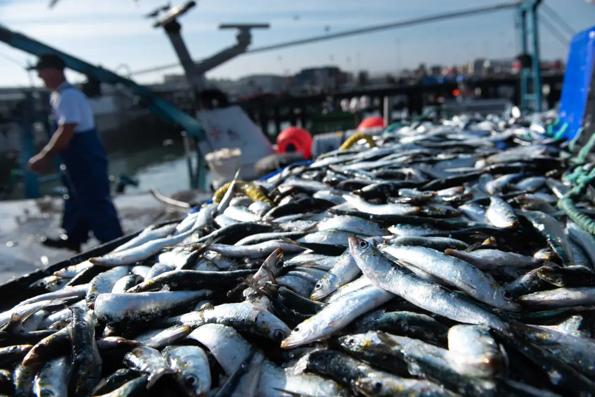Imagem de contexto do artigo "Magra e pequena, ainda não dá para assar." Sardinha em Olhão vendida a cinco euros o quilo