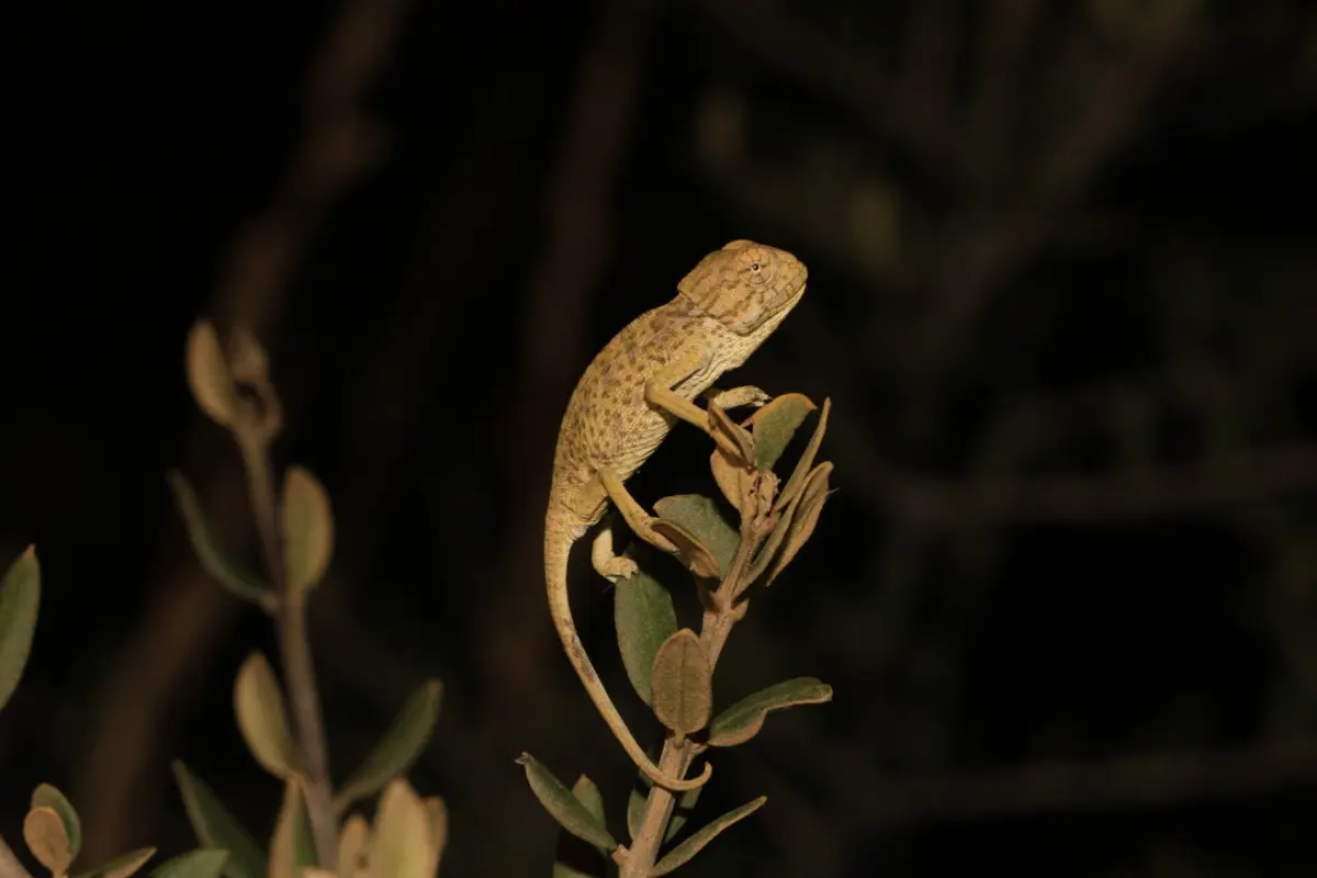 O camaleão-comum algarvio