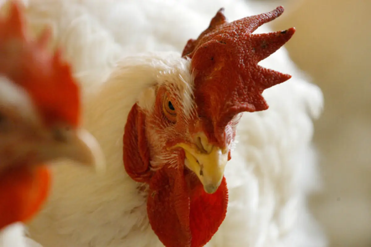 Imagem de contexto do artigo Gripe das aves em "fase muito crítica". Veterinários pedem reforço de meios ao Governo