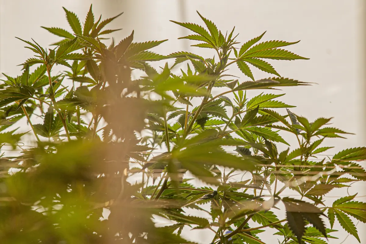 Imagem de contexto do artigo Investimento e emprego. Escola de Elvas vai ensinar a produzir canábis para fins medicinais