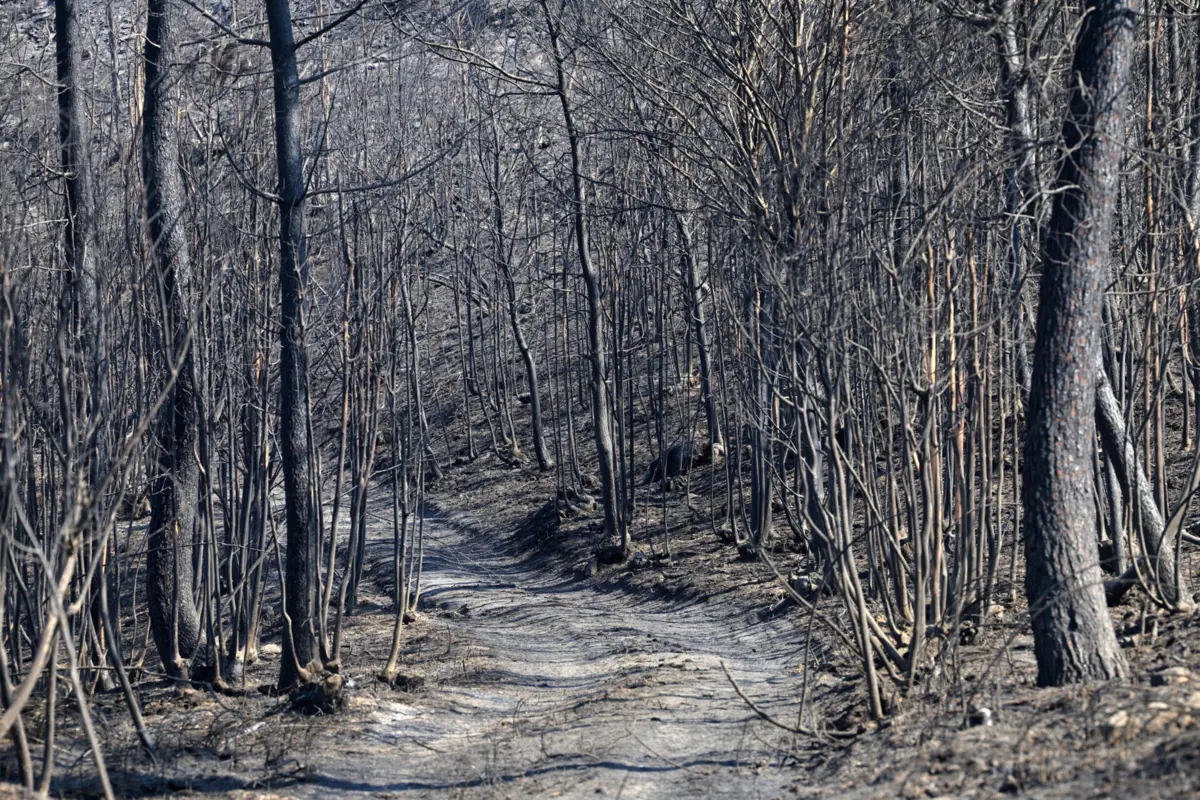 Imagem de contexto do artigo Turismo: linhas de crédito para empresas afetadas pelos fogos vão ser conhecidas nas "próximas horas"