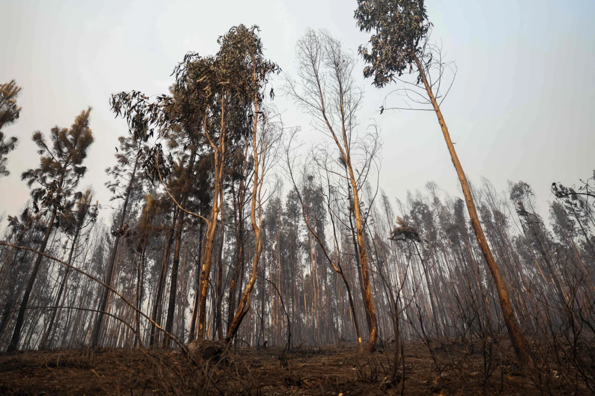 Imagem de contexto do artigo Incêndio em Arouca "está estabilizado" e sem situações que suscitem "maior preocupação"