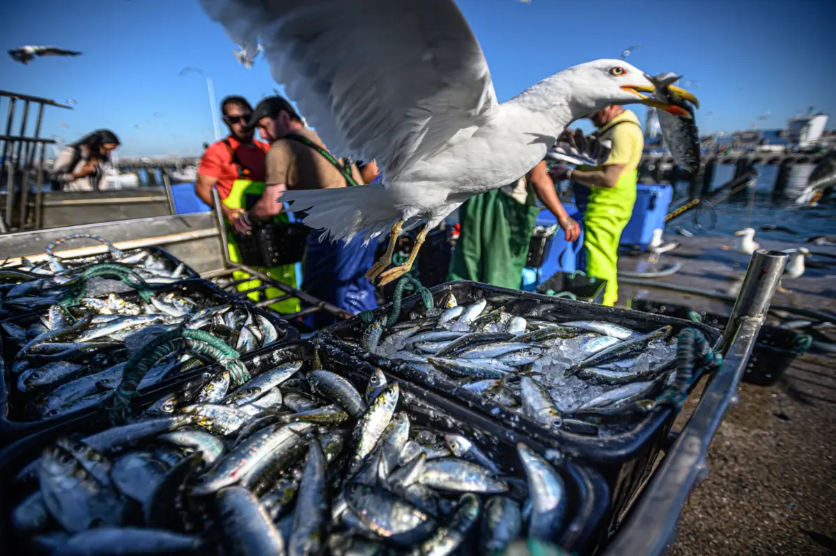 Imagem de contexto do artigo "Perspetiva boa para Portugal": associação quer ver "materializada" proposta da UE para a pesca