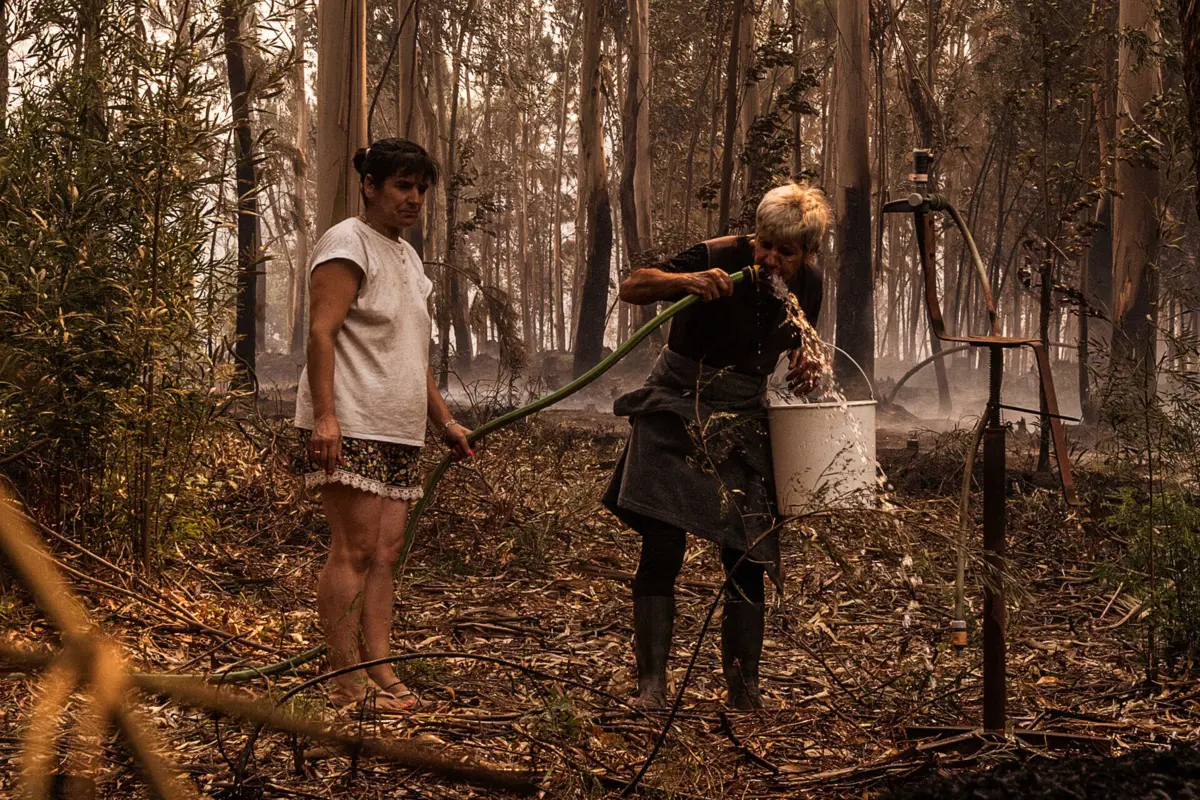 Imagem de contexto do artigo "Subsídio especial" após Incêndios. Governo aprova compensação por prejuízos agrícolas até seis mil euros