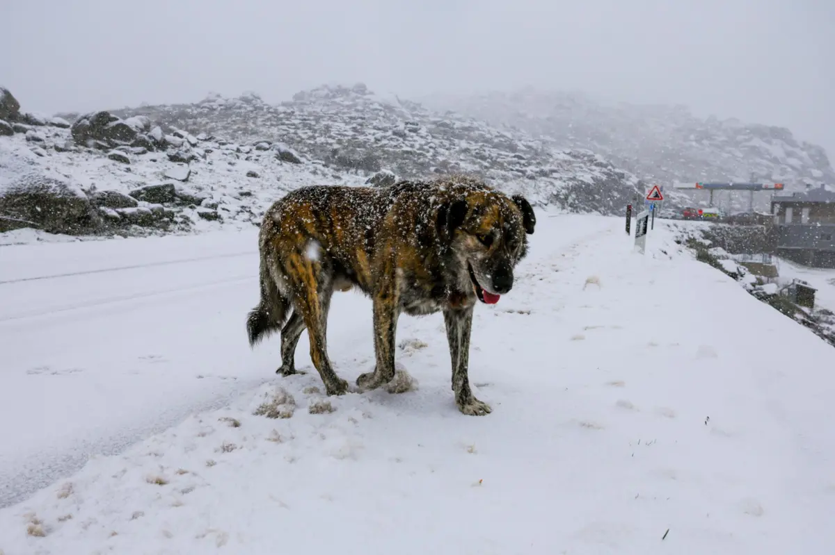 Imagem de contexto do artigo Depressão Ingrid chega com neve, aguaceiros, vento forte e ondas até 15 metros. Veja as imagens