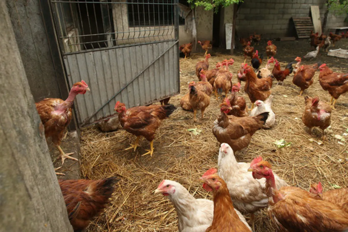 Imagem de contexto do artigo O que surgiu primeiro, o ovo ou a galinha? Investigadores suíços apresentam nova teoria