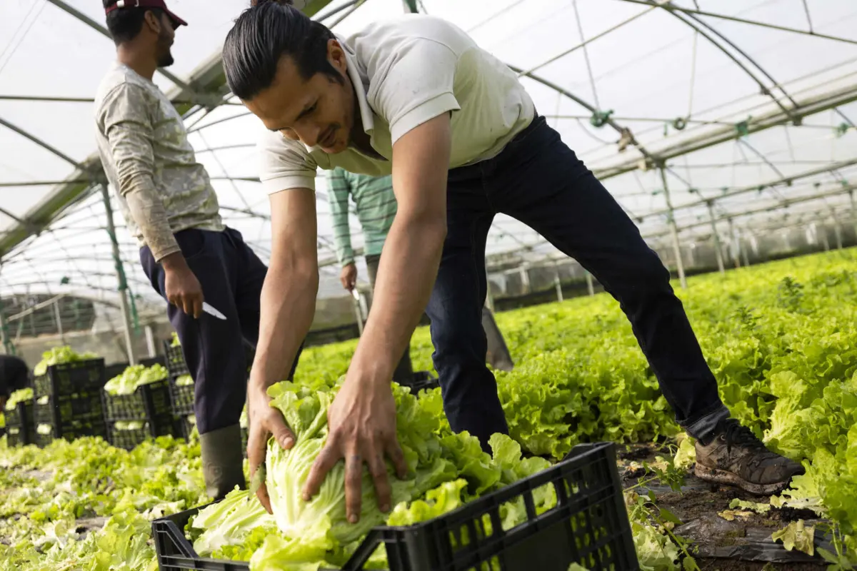 Imagem de contexto do artigo Pacheco Pereira responsabiliza ACT por "fechar os olhos" às condições laborais "inaceitáveis" dos imigrantes