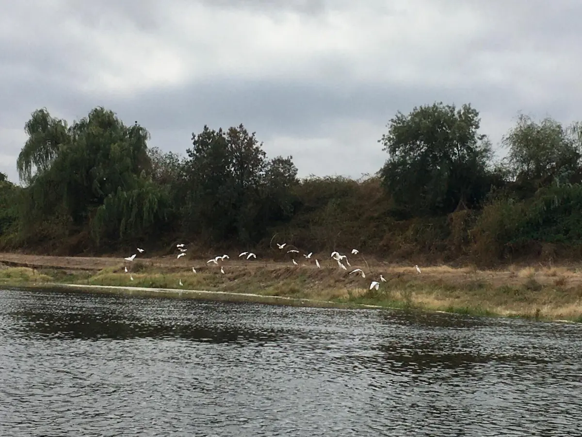 Imagem de contexto do artigo Reportagem TSF Rua do Tejo. Havia um mar de palha no estuário do rio
