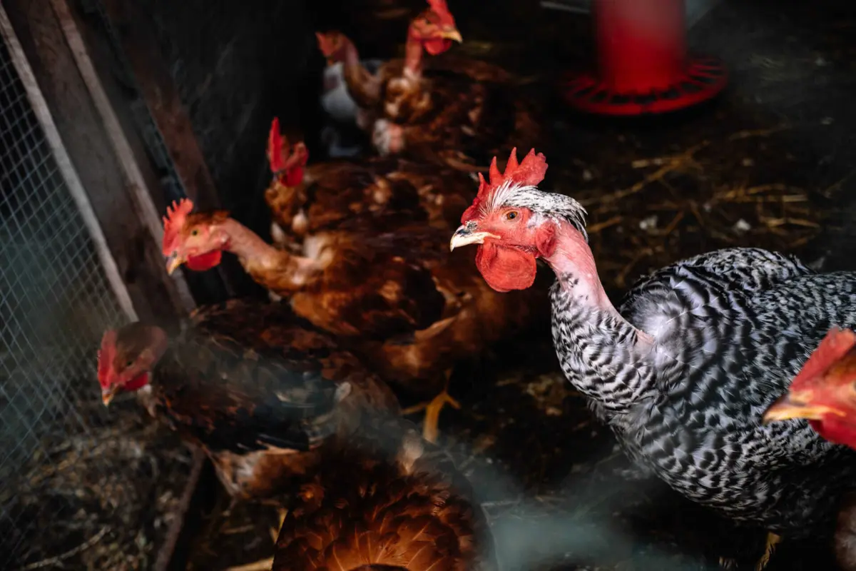 Imagem de contexto do artigo Autoridade europeia pede reforço da segurança contra gripe das aves. Portugal tem demonstrado "responsabilidade"