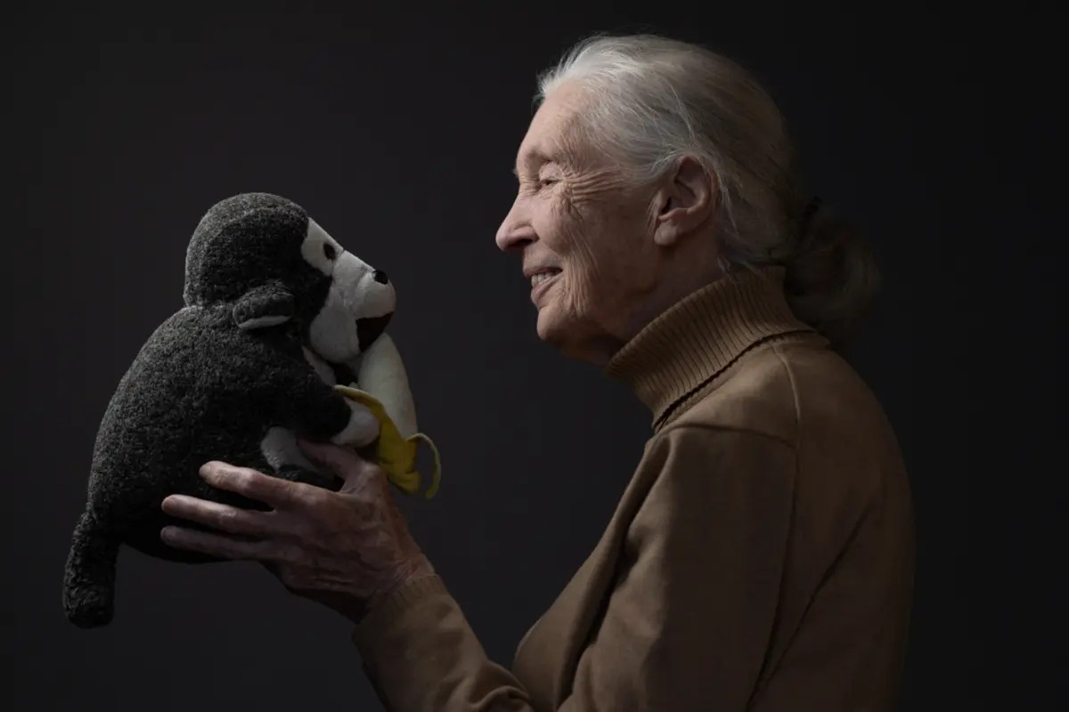 Imagem de contexto do artigo Morreu a famosa primatóloga Jane Goodall, que cumpriu profecia de que estaria ligada aos chimpanzés até ao fim