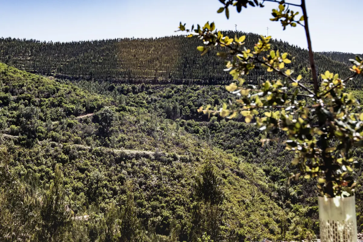 Imagem de contexto do artigo O verde regressou à serra de Monchique