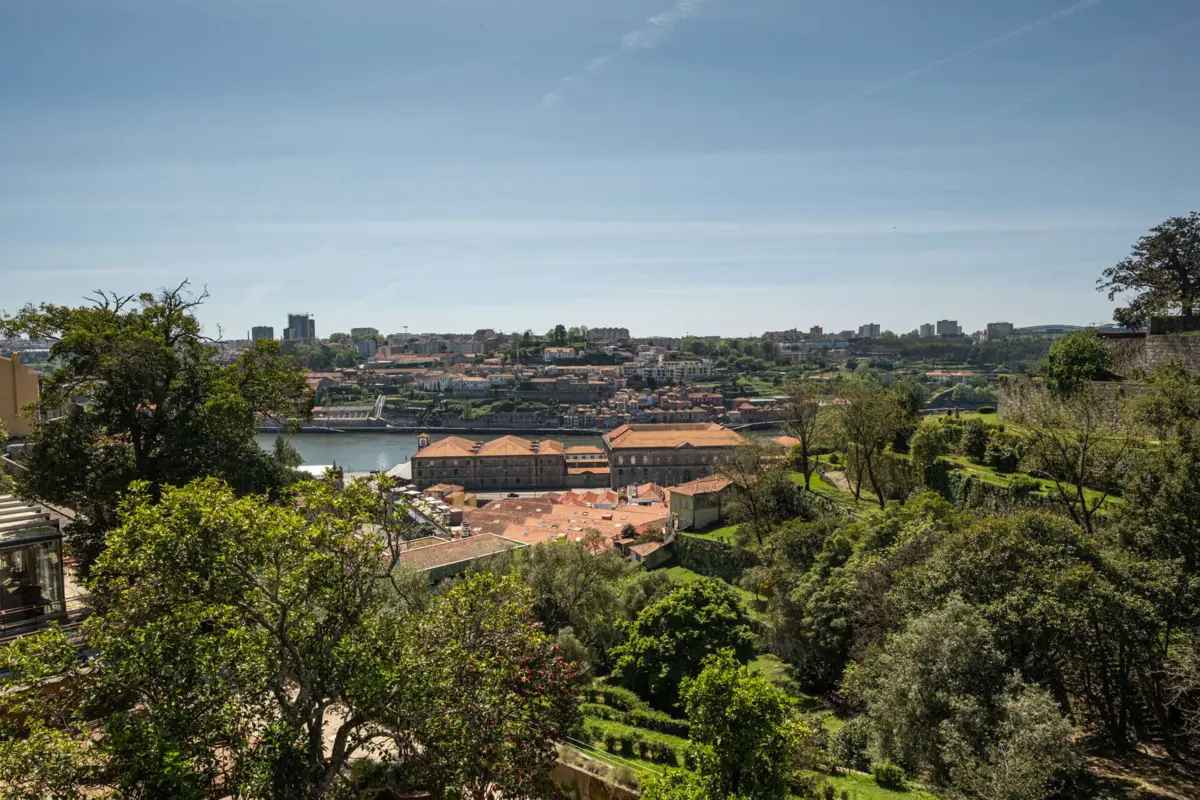 Imagem de contexto do artigo "Olhar para as árvores como um SNS": especialista alerta que sem elas "não há saúde"