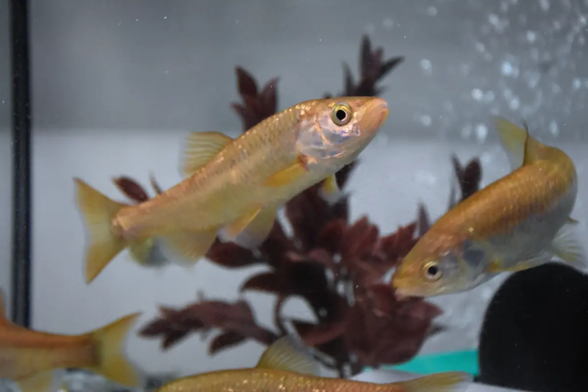 Imagem de contexto do artigo Cientistas descobrem nova espécie de peixe na bacia do Sado