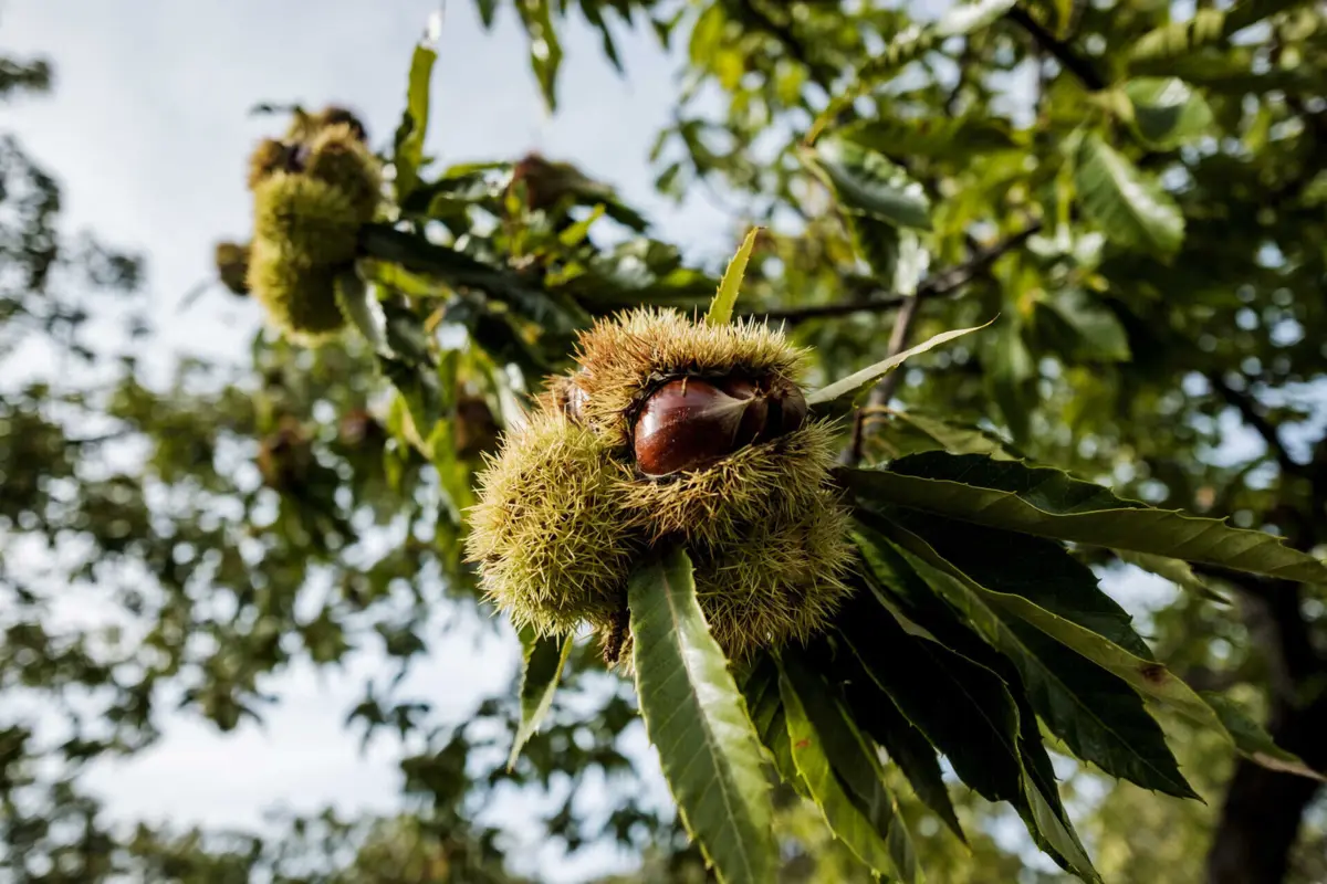 Imagem de contexto do artigo "Altamente perigoso." UTAD procura soluções para "fungo da podridão" da castanha