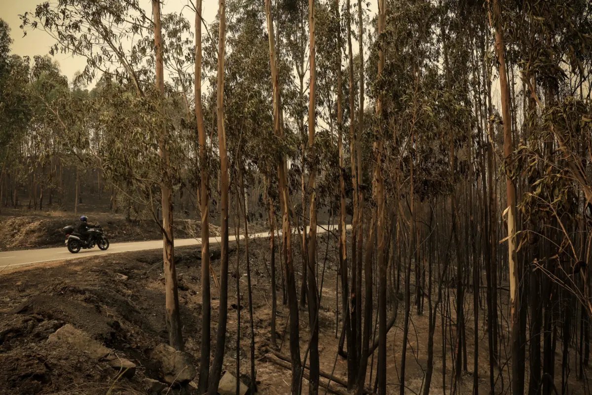 Imagem de contexto do artigo Detido suspeito de fogo posto em Gondomar