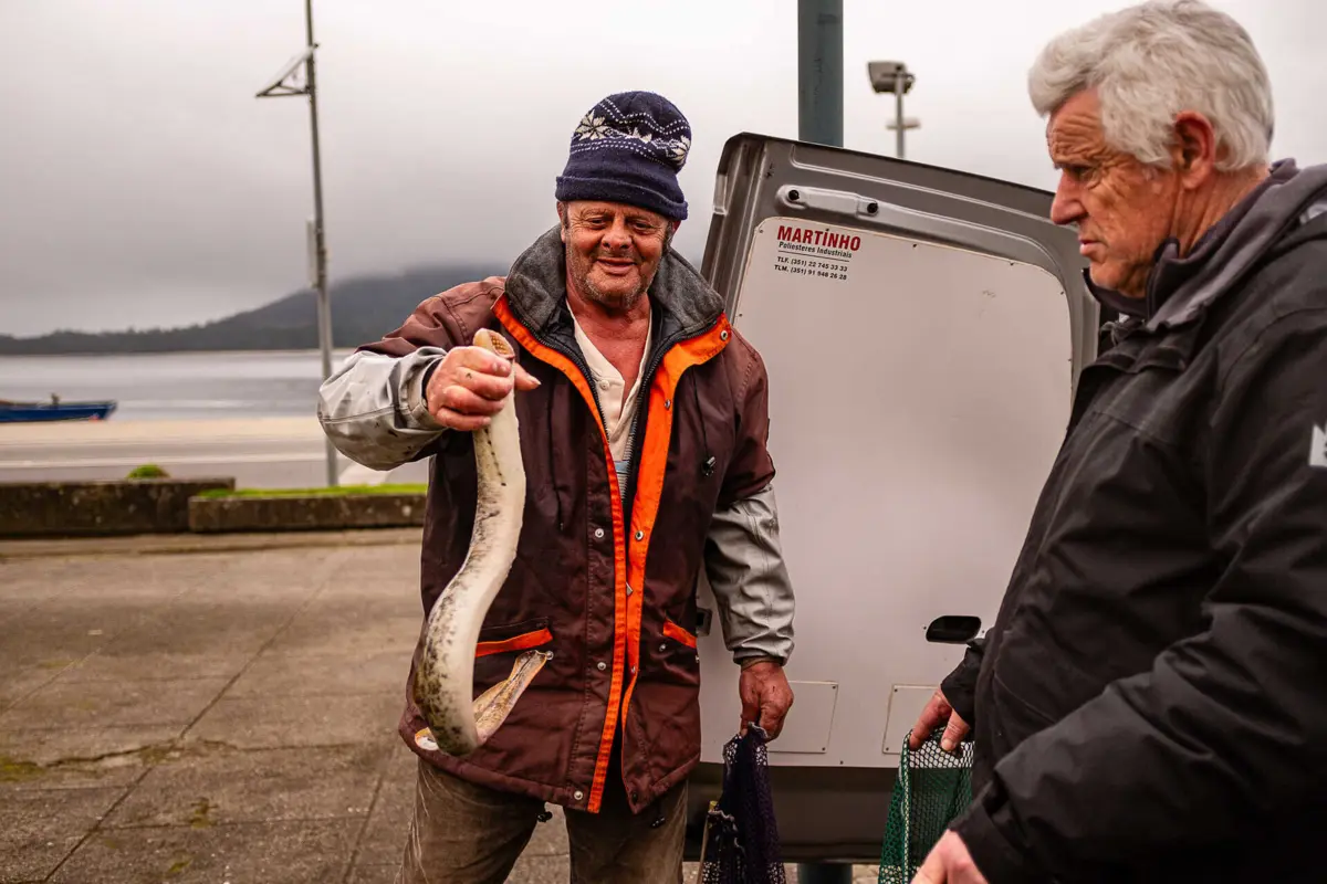 Imagem de contexto do artigo Pesca da lampreia navega na escassez. Especialista defende compra a pescadores para repovoamento