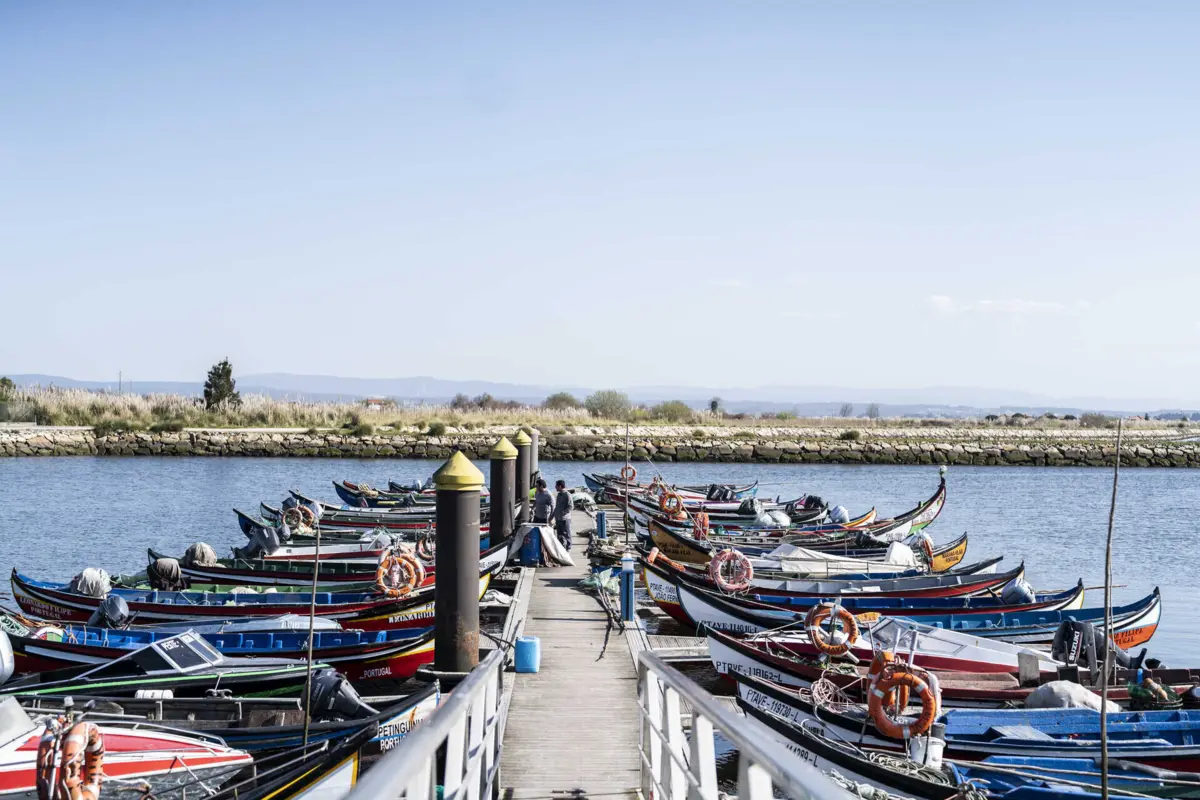 Imagem de contexto do artigo Especialista defende “redução do esforço de pesca de lampreia para metade” para repovoar rios nacionais