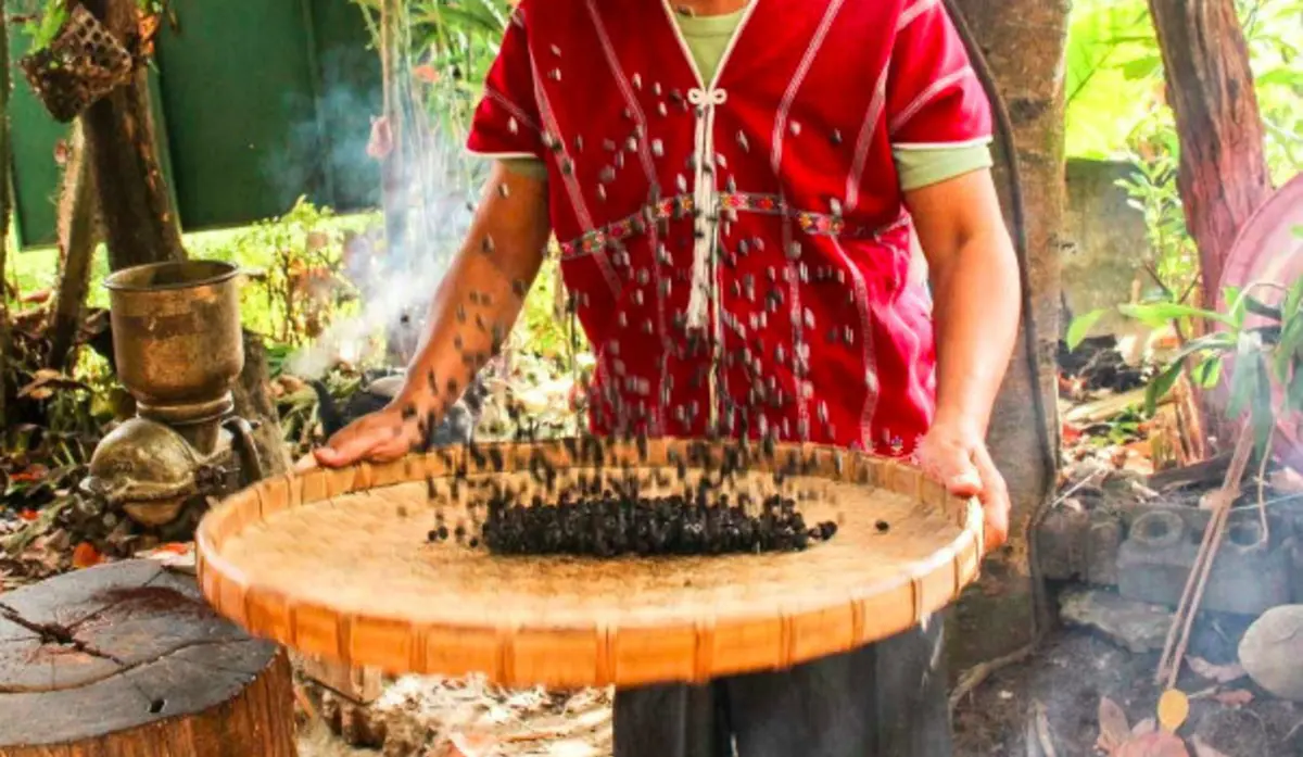 Imagem de contexto do artigo Delta lança café do ponto mais alto da Tailândia