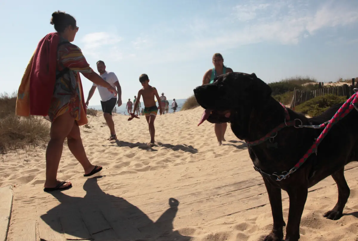 Imagem de contexto do artigo PAN quer "alterar legislação" para facilitar acesso de cães às praias