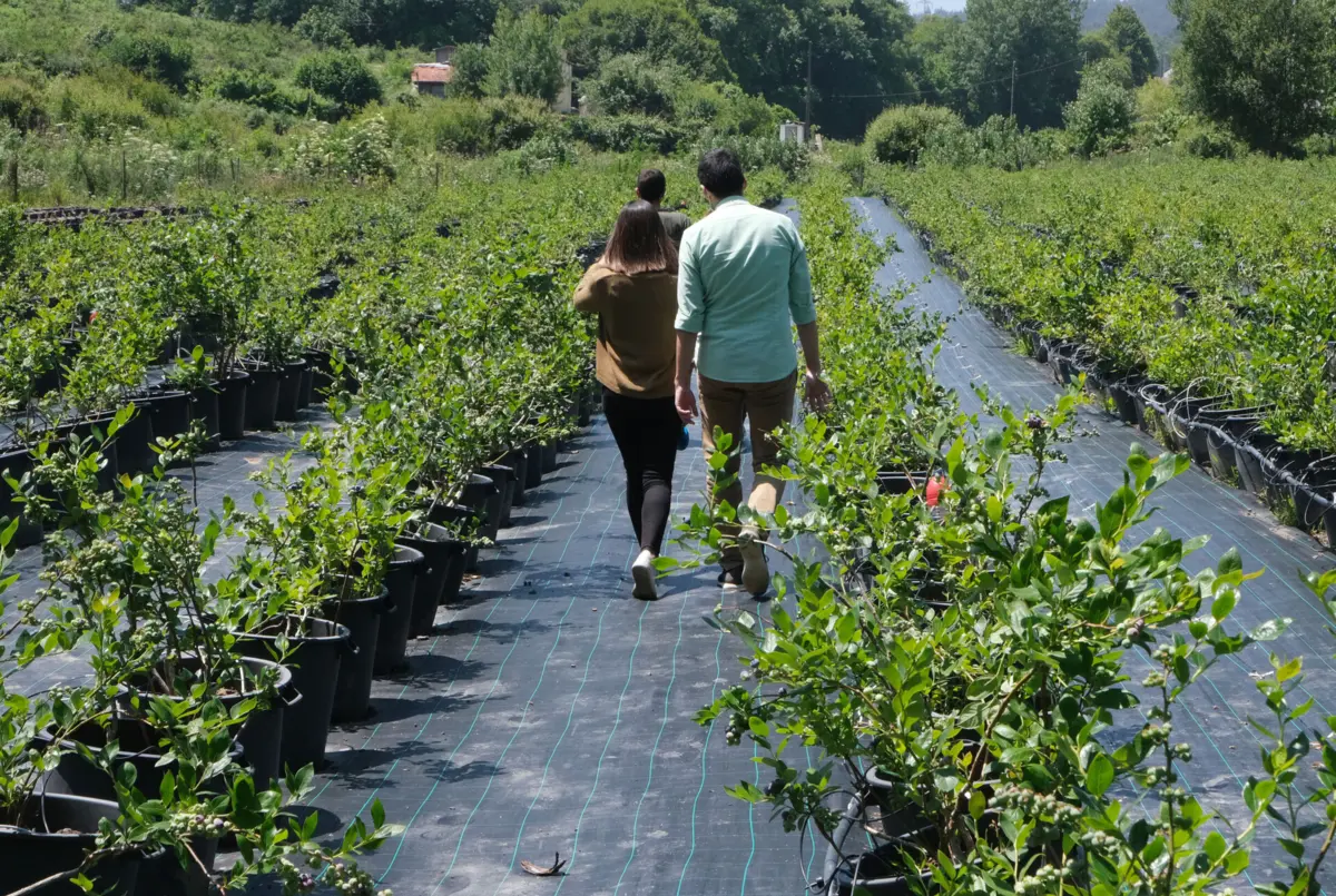 Imagem de contexto do artigo Agricultura precisa de se modernizar para atrair os jovens