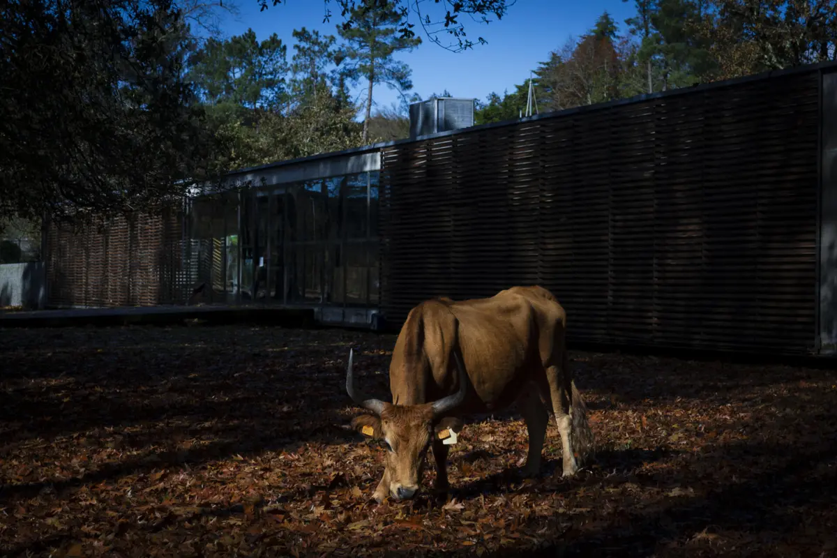 "Esta descida atinge imediatamente 70% dos produtores portugueses", alerta a Aprolep