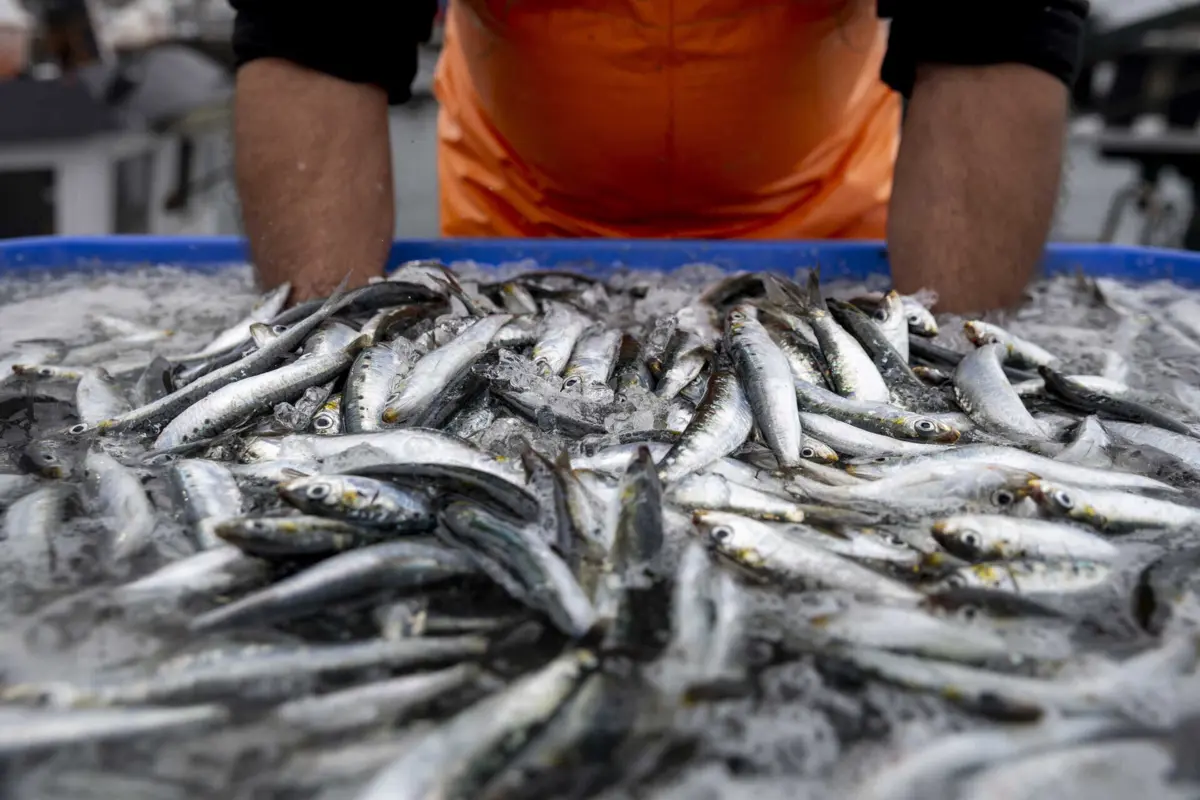 Imagem de contexto do artigo GNR apreende cinco mil quilos de sardinha no porto de pesca de Sesimbra