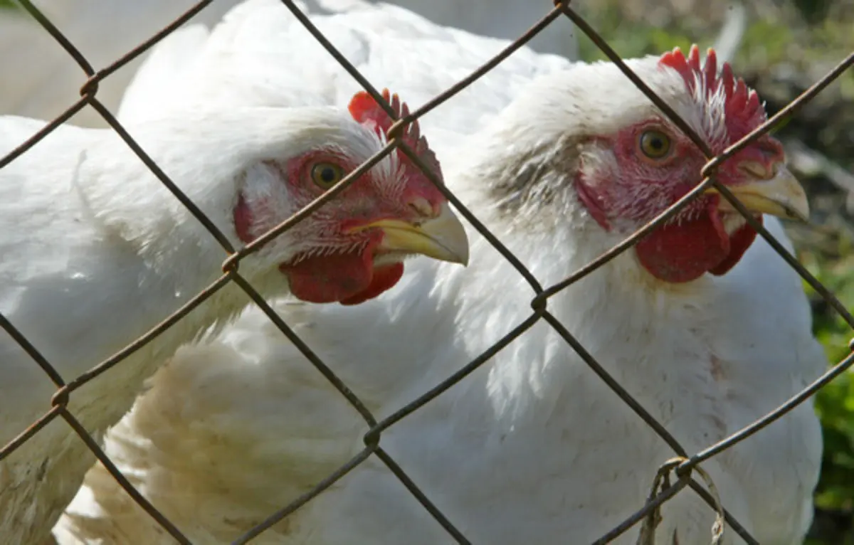 Imagem de contexto do artigo "Se o vírus da gripe aviária conseguir mutações, podemos ter uma pandemia nas mãos"
