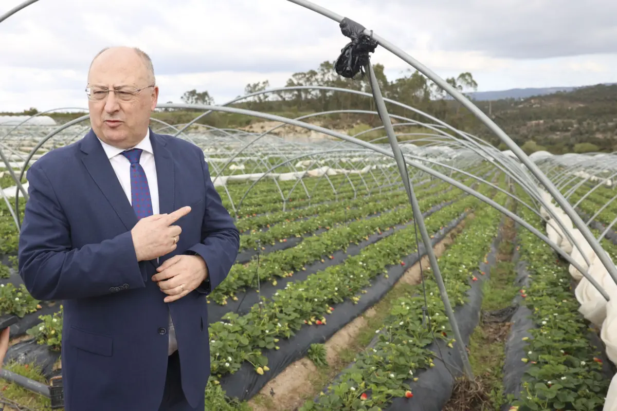 José Manuel Fernandes visitou esta quinta-feira campos de produção de morangos, em Torres Vedras, distrito de Lisboa