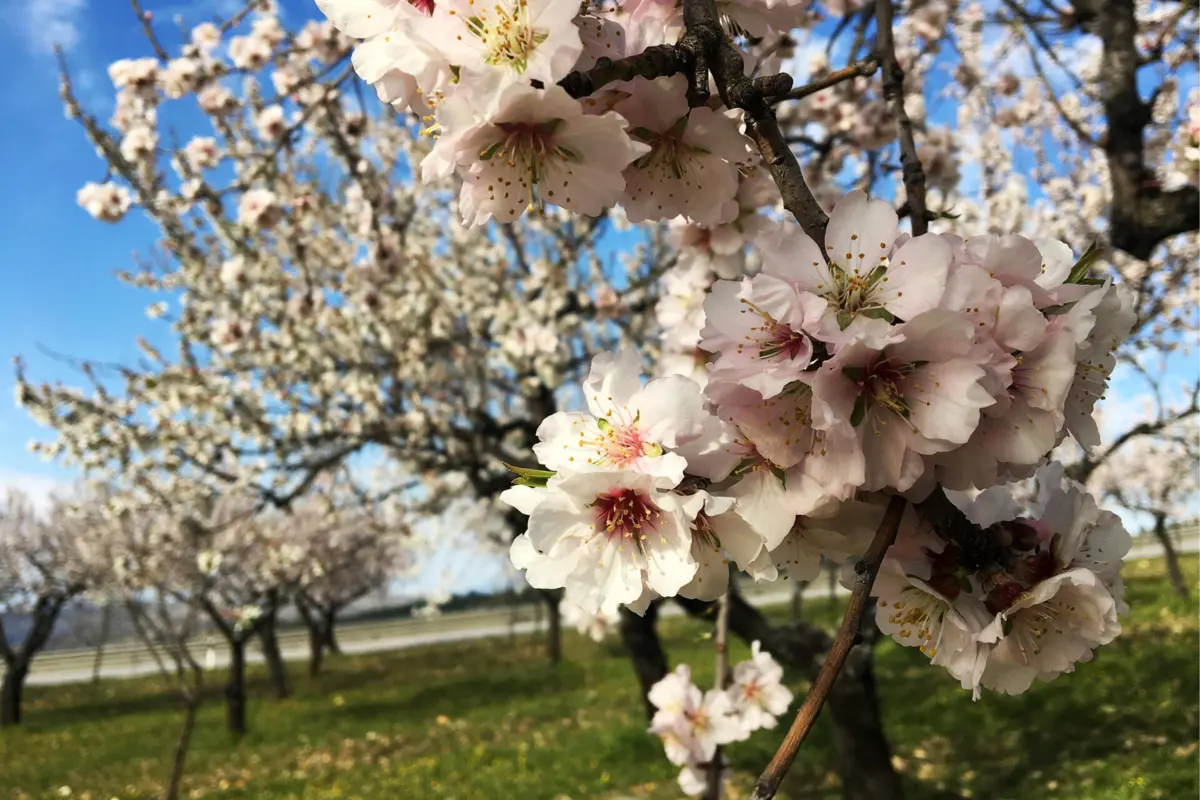 Imagem de contexto do artigo Vila Flor em festa com a amendoeira em flor atrai milhares ao concelho