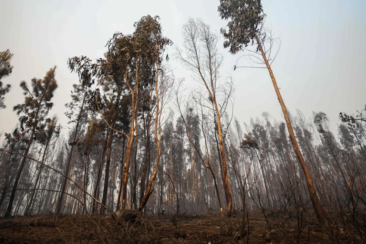O fogo terá sido ateado na quarta-feira, por volta das 12h00