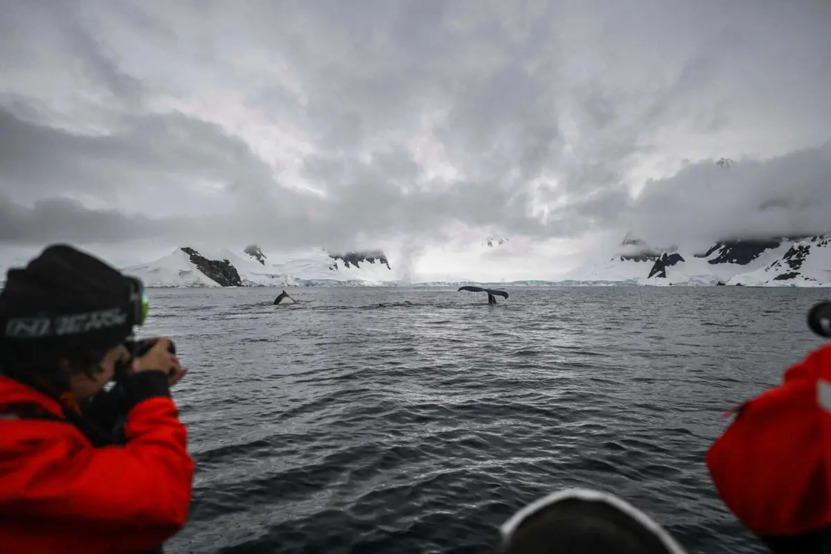 Imagem de contexto do artigo A aventura “glaciar” de dois portugueses na Antártida